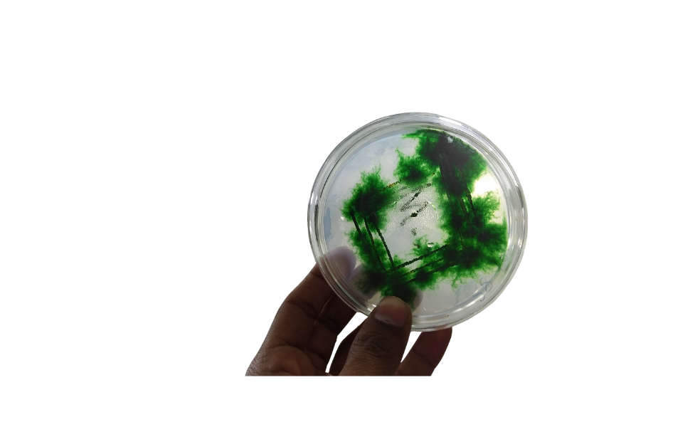 Spirulina Powder